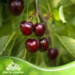 قیمت و خرید نهال آلبالو نانا Nana's cherry seedling