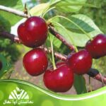 قیمت و خرید نهال آلبالو نفریس Neferis cherry seedlings