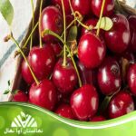 قیمت و خرید نهال آلبالو نهاوند Nahavand Cherry seedlings