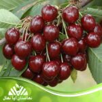 قیمت و خرید نهال آلبالو گوشواره ای Cherry earring seedling