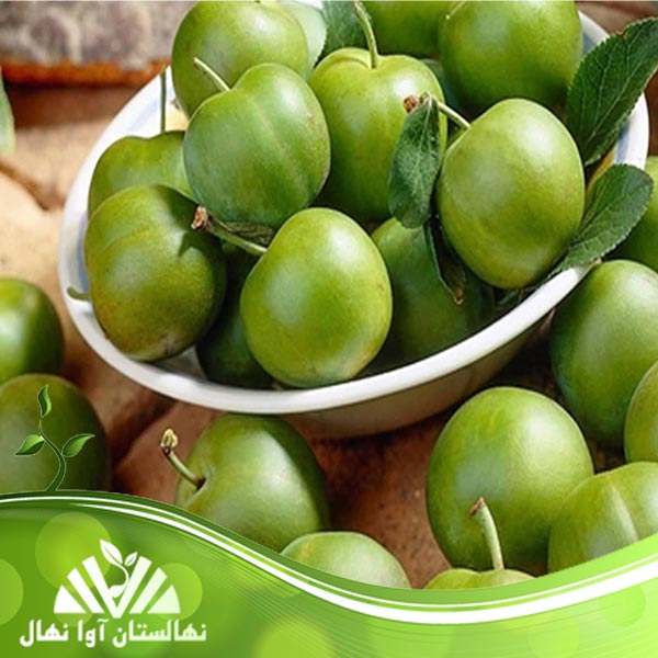 قیمت و خرید نهال گوجه سبز آذرشهر Azarshahr green tomato seedling