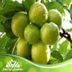 قیمت و خرید نهال گوجه سبز اسرائیلی Israeli green tomato seedlings