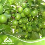قیمت و خرید نهال گوجه سبز برغان Green tomato seedling