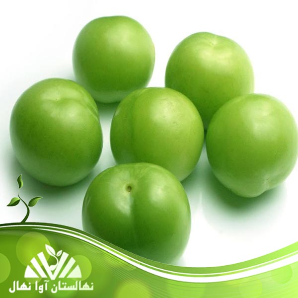 قیمت و خرید نهال گوجه سبز سعدی Saadi green tomato seedlings
