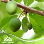 قیمت و خرید نهال گوجه سبز شهریار Shahyar green tomato seedling