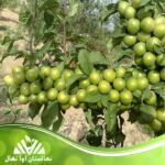 قیمت و خرید نهال گوجه سبز ملایر Malair green tomato seedlings