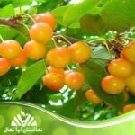 قیمت و خرید نهال گیلاس بوتنرز اسپات Botner's Spot cherry seedlings