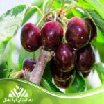 قیمت و خرید نهال گیلاس چینوک Chinook cherry seedlings
