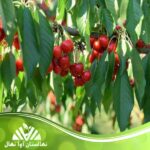 قیمت و خرید نهال گیلاس کاستور Castor cherry seedlings