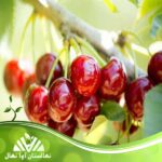 قیمت و خرید نهال گیلاس کولنی Colony cherry seedlings