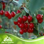 قیمت و خرید نهال آلبالو مجار پیش رس Pre-res Hungarian cherry seedlings
