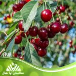 قیمت و خرید نهال آلبالو مجاری دیررس Late canal cherry seedlings