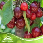 قیمت و خرید نهال آلبالو نورد استار Nord Star cherry seedling