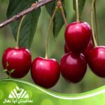 قیمت و خرید نهال آلبالو پاندی Pandey cherry seedlings