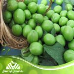 قیمت و خرید نهال گوجه سبز سردرودی Sardroudi green tomato seedlings