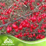 قیمت و خرید نهال زرشک ارتوبوتریس Orthobotris barberry seedling