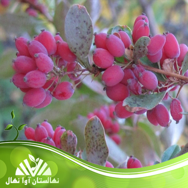 قیمت و خرید نهال زرشک ارینتالیس barberry orientalis seedling