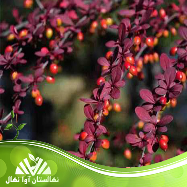 قیمت و خرید نهال زرشک اینترگریما Intergrima barberry seedlings
