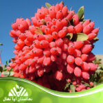 قیمت و خرید نهال زرشک براچیوبوتریس Brachiobotrys barberry seedling