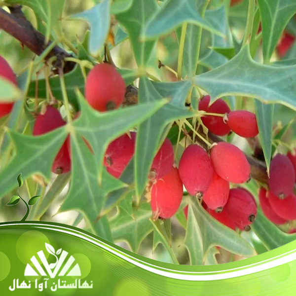 قیمت و خرید نهال زرشک خراسانی Khorasani barberry seedlings