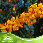 قیمت و خرید نهال زرشک داروینی Darwin's barberry seedling