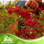 قیمت و خرید نهال زرشک راست خوشه Barberry seedling straight cluster