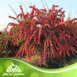 قیمت و خرید نهال زرشک زرافشانی Barberry seedling Zarafshani