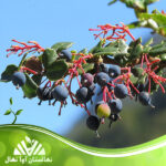 قیمت و خرید نهال زرشک سیاه بیدانه Seedlings of black barberry