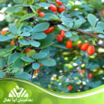 قیمت و خرید نهال زرشک فورتونثی Fortunthi barberry seedling
