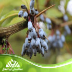قیمت و خرید نهال زرشک ژولیانه Julienne barberry seedling