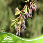 قیمت و خرید نهال زرشک کراتاجینا Kartajina barberry seedling