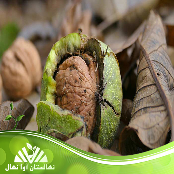 قیمت و خرید نهال گردوی روند (RDM) Walnut seedling process