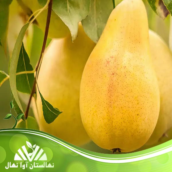 قیمت و خرید نهال گلابی شاه میوه Seedlings of king fruit pears