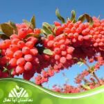 قیمت و خرید نهال زرشک قرمز پفکی Puffy red barberry seedlings