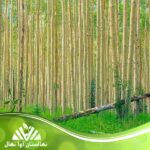 قیمت و خرید نهال صنوبر شیرازی Shirazi populus seedling