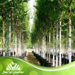 قیمت و خرید نهال صنوبر نیگرا Nigra saplings