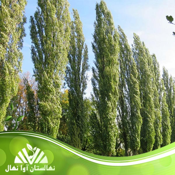 قیمت و خرید نهال صنوبر کبود سیاه تبریزی Tabrizi black spruce sapling