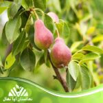 قیمت و خرید نهال گلابی بلادی جونیو Bloody Junio pear seedlings