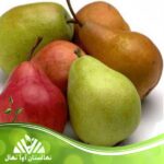 قیمت و خرید نهال گلابی بوره ژیفارد Bure Giffard pear seedlings