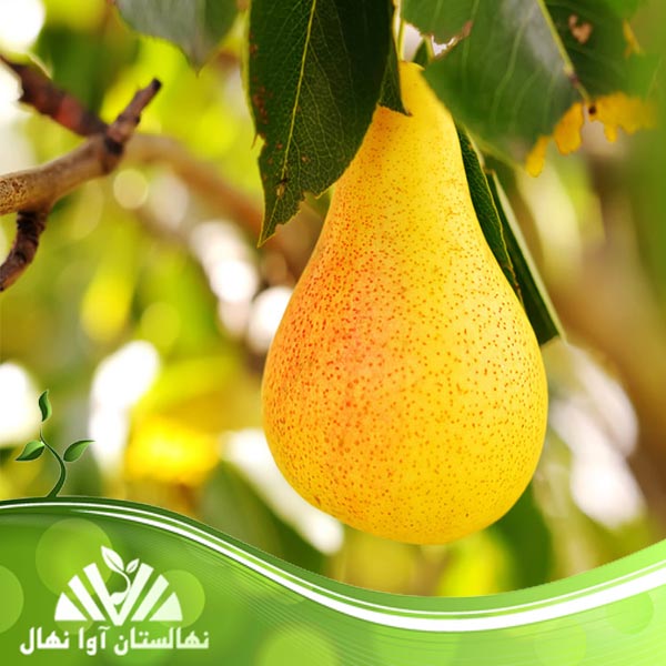 قیمت و خرید نهال گلابی بیروتی Beiruti pear seedlings