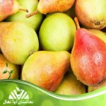 قیمت و خرید نهال گلابی تاشکندی Tashkent pear seedlings