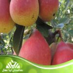 قیمت و خرید نهال گلابی دوشس Duchess pear seedlings