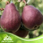 قیمت و خرید نهال گلابی رد آنجو Red Anjou pear seedlings