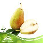 قیمت و خرید نهال گلابی سانتا ماریا Santa Maria pear seedlings