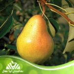 قیمت و خرید نهال گلابی فیتل فرانس Fitel France pear seedlings