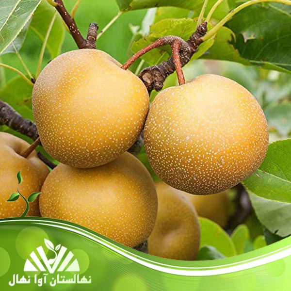 قیمت و خرید نهال گلابی ناشی Nashi pear seedlings