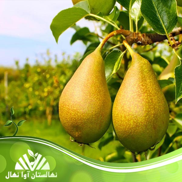 قیمت و خرید نهال گلابی نطنز Natanz pear seedlings