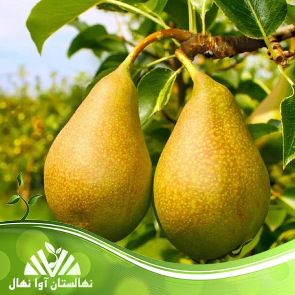 قیمت و خرید نهال گلابی نطنزی Natanzi pear seedlings