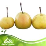 قیمت و خرید نهال گلابی پایه کوتاه سیبری Siberian short base pear seedlings
