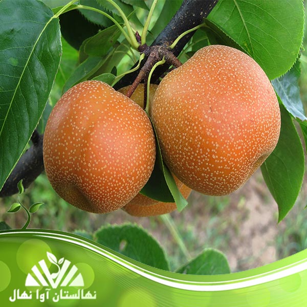 قیمت و خرید نهال گلابی پرتقالی Orange pear seedlings